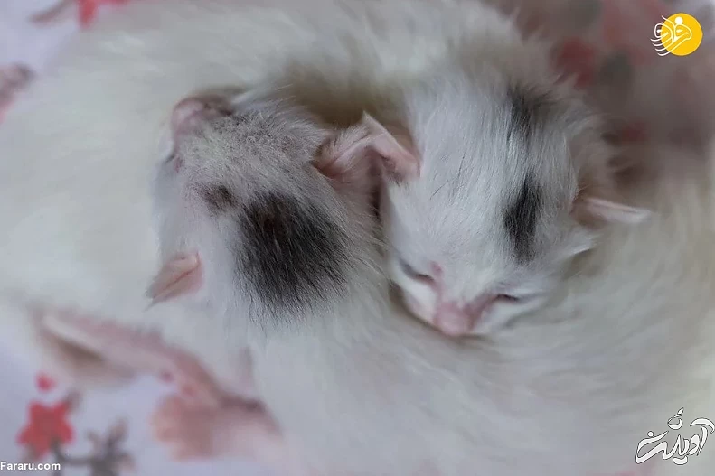 (تصاویر) ویژگیهای منحصربه فرد گربه وان